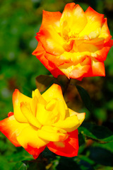 DSCF1693