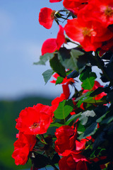 DSCF1700
