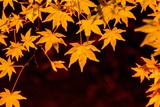 DSCF0872