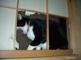2004063001