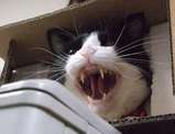 more shout!!!!