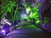 DSC2018-_1487