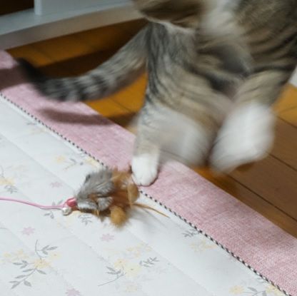 ねこの写真ヘタクソ選手権1
