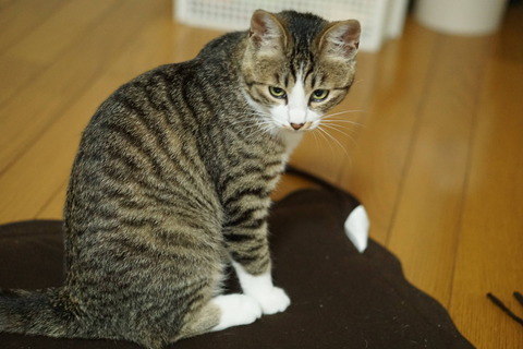 DSC04190
