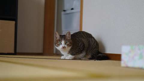 DSC09184