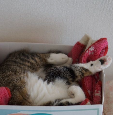 ねこの写真ヘタクソ選手権2