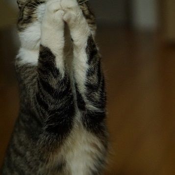 キャットダンサー6