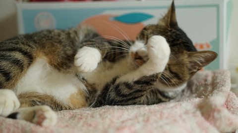 ちょっと諦め加減の猫