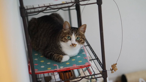 ねこさんラック 楽天市場】【送料無料！】 スチール ラック ホワイト ネコ裏側が見える
