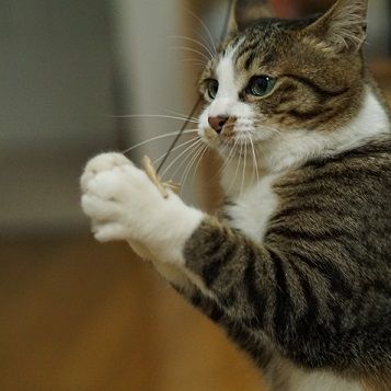 キャットダンサー9