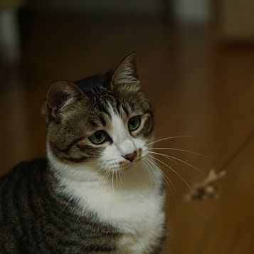 キャットダンサー7