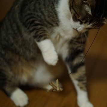 キャットダンサー8