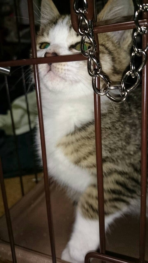 ぬこ2