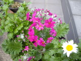 2009_0331_070855-IMGP0017