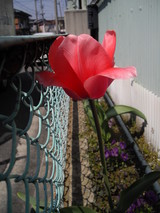 2009_0408_051849-IMGP0055