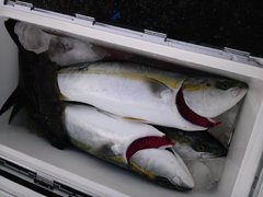 Iさん 伊良湖での釣果