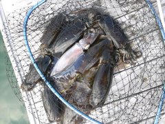 Iさんの釣果