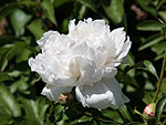 01-05shakuyaku