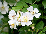06-03nobara