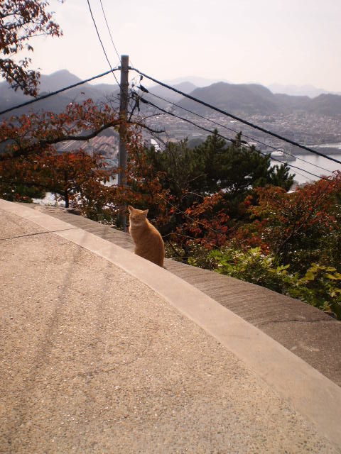 展望を楽しむ(?)猫
