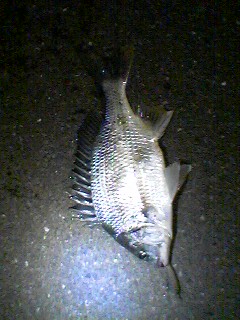 seigo0514