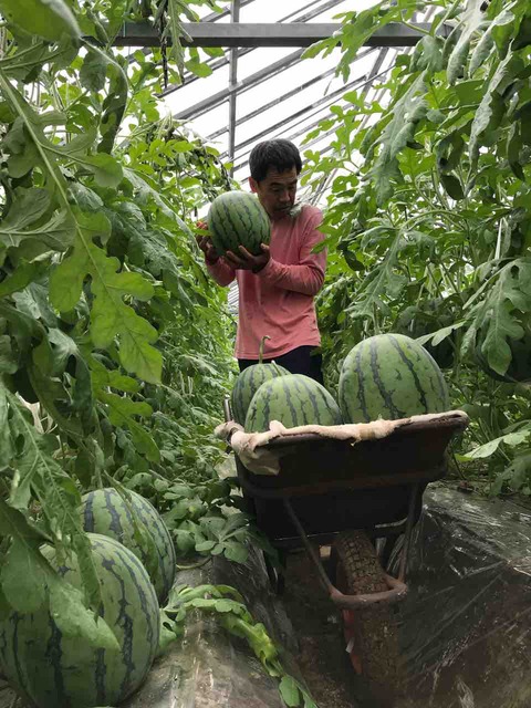 立体栽培大玉＂金時＂スイカ🍉 収穫始まりました🎉🎉🎉 : 夜須・スイカ