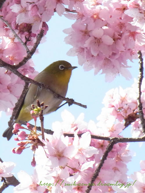 彼岸桜
