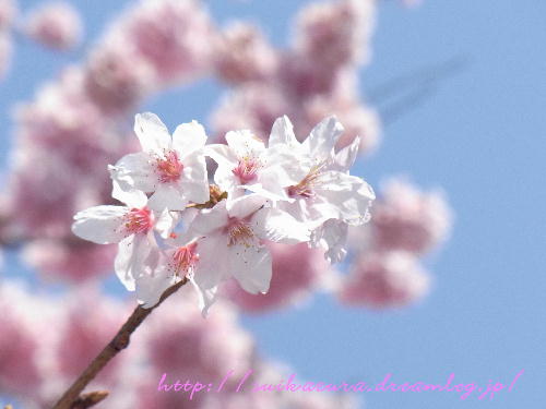 彼岸桜2