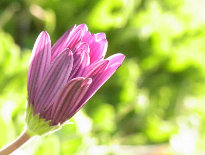 お花