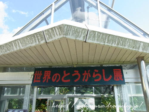 世界のトウガラシ展