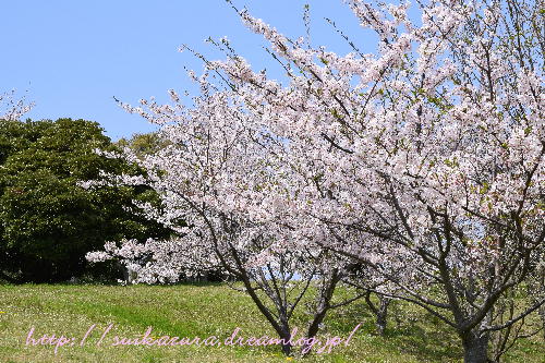 青空と桜2017