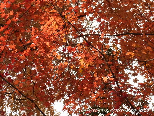 功山寺紅葉2