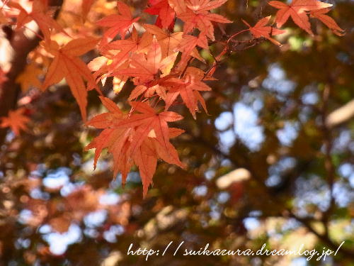 かくおんじ紅葉2
