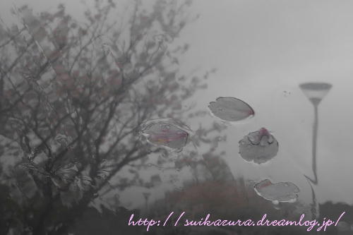 雨中のサクラ2017