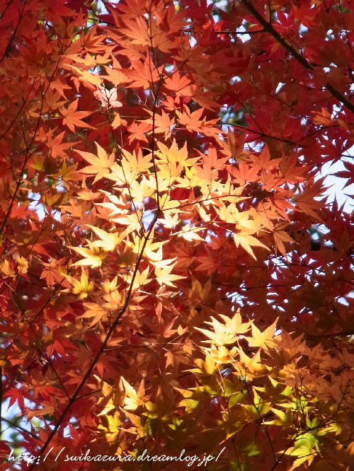 かくおんじ紅葉5