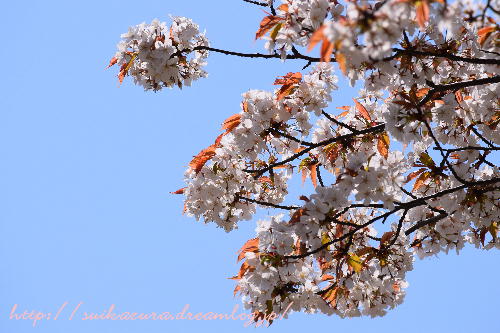 山桜2017-3
