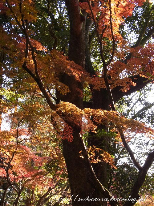 かくおんじ紅葉4