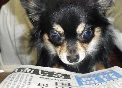 チワワと新聞