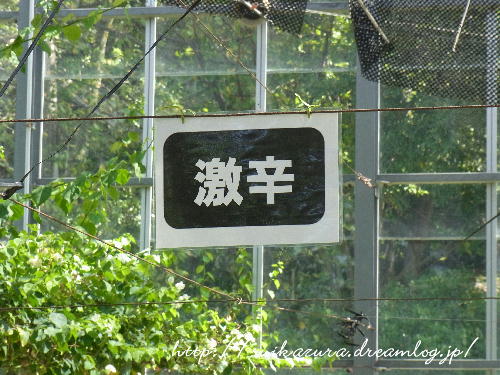 激辛