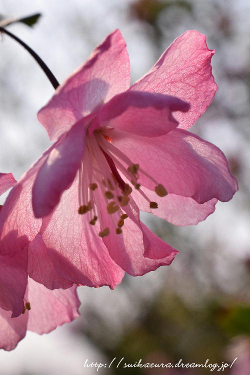 花海棠2017-2