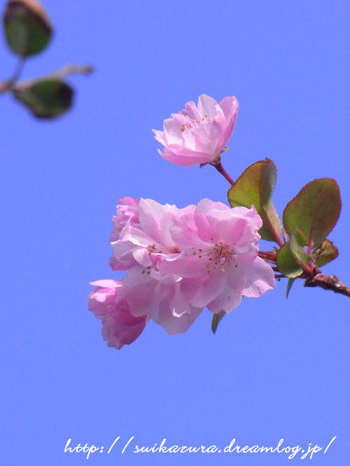 花海棠