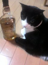 ウイスキー・キャット?