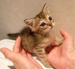 CatGuerdian02