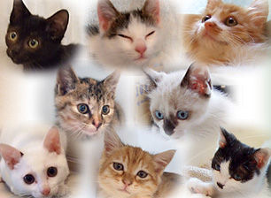 CatGuerdian01