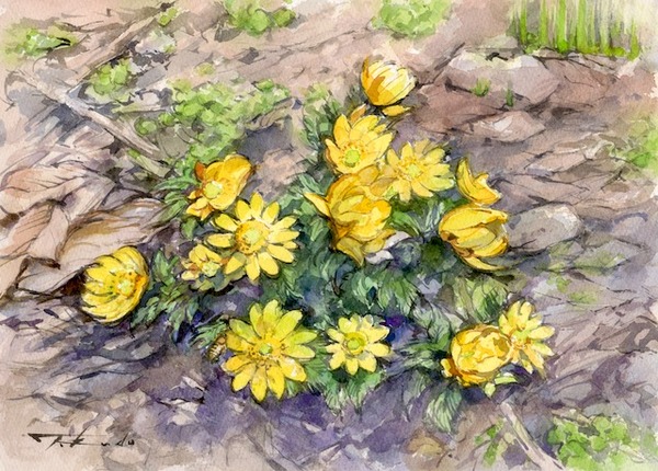 福寿草 （自宅・岩手県） : 水彩画 from いわて | BLOG