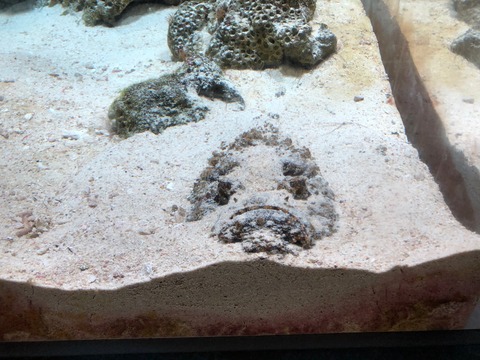 鹿児島水族館 いおワールド-9