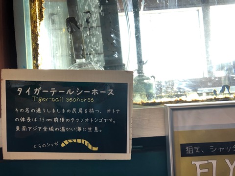 タツノオトシゴハウス-8