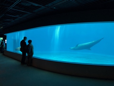 鹿児島水族館 いおワールド-18