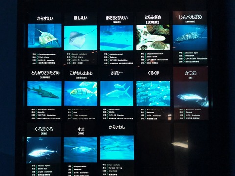 鹿児島水族館 いおワールド-4