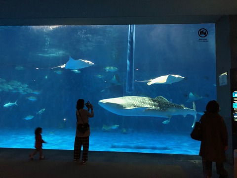 鹿児島水族館 いおワールド-17